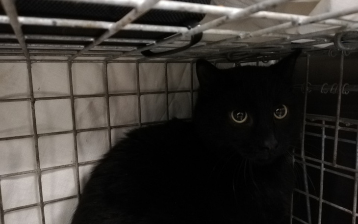 Zbiórka Diablo, kot jakich wiele - zdjęcie główne