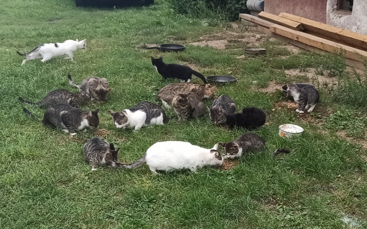 Zbiórka Zbiórka dla bezdomnych kotów. - zdjęcie główne