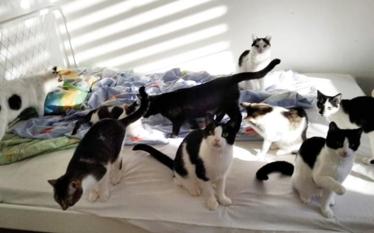 Zbiórka Leczenie karmienie sterylizacja - zdjęcie główne