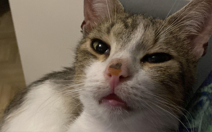 Kot z wyrazem zdziwienia, leżący na kolanach.