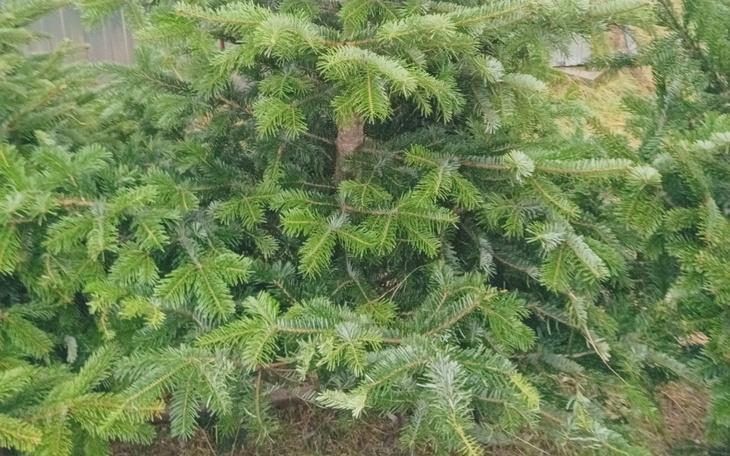 Gęsty zielony krzew w naturze.