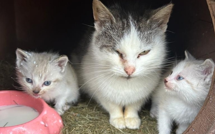 Zbiórka Tragedia Kotki - zdjęcie główne