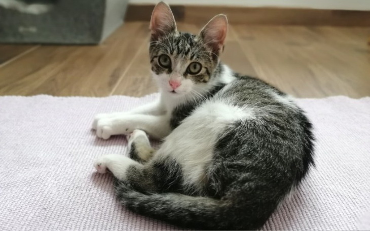 Zbiórka Podstawowe badania dla Dyzi - zdjęcie główne