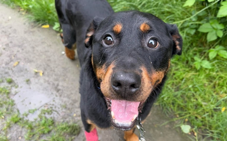 Radosny pies rasy rottweiler na spacerze, uśmiech i błyszczące oczy