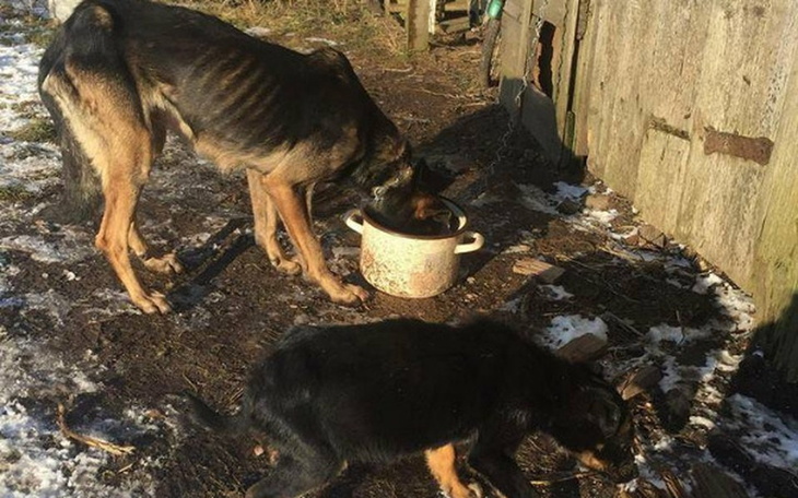 Zbiórka KASTRACJA/STERYLIZACJA zwierząt! - zdjęcie główne