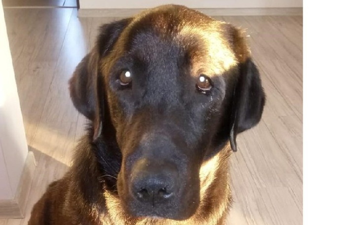 Zbiórka Dla Karmen - zdjęcie główne