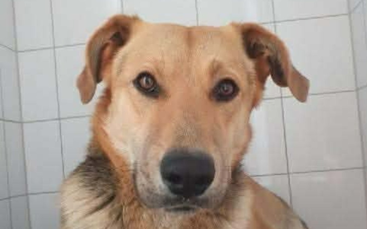 Pies o jasnym futrze, patrzący w obiektyw z wyrazem przyjaznym.