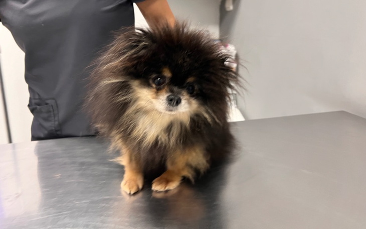 Zbiórka Rezonans i leczenie Bubi - zdjęcie główne