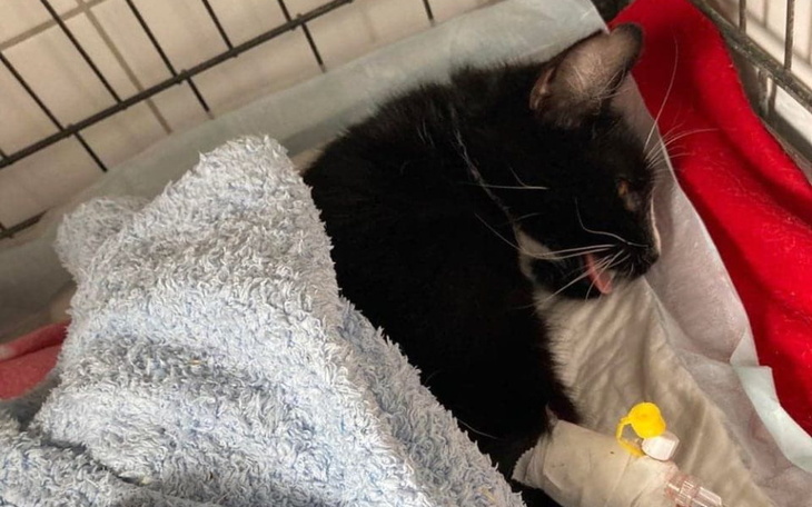 Zbiórka Złamane serce, złamana łapka - zdjęcie główne