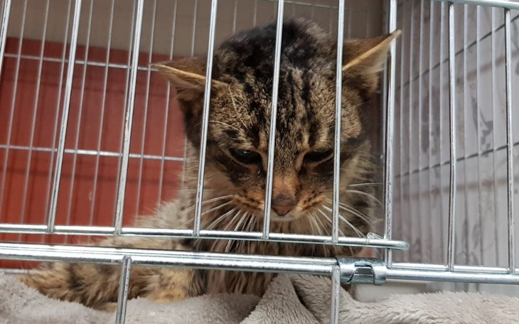 Zbiórka 3-letni kociak walczy o życie - zdjęcie główne