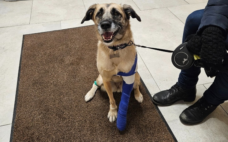 Pies z opatrunkiem na nodze, uśmiechający się do kamery.