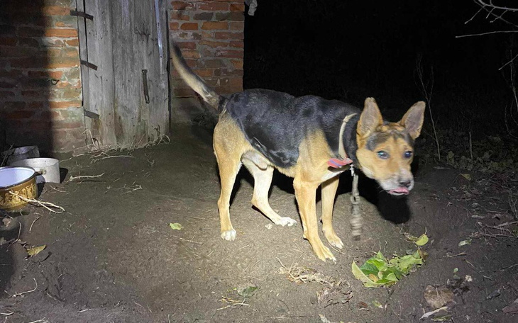 Zbiórka Niewidomy pies z łańcucha. - zdjęcie główne