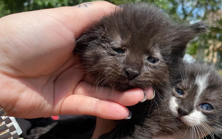 Zbiórka Pomóż nam ratować kociaki - zdjęcie główne