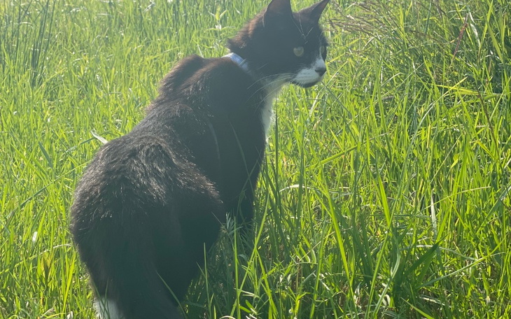 Zbiórka Kontynuacja leczenia Gizmo - zdjęcie główne