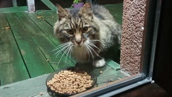 Zbiórka Magnat potrzebuje pomocy - miniaturka zdjęcia