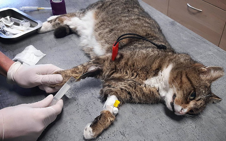 Zbiórka Nowe życie dla Papryczki ... - zdjęcie główne