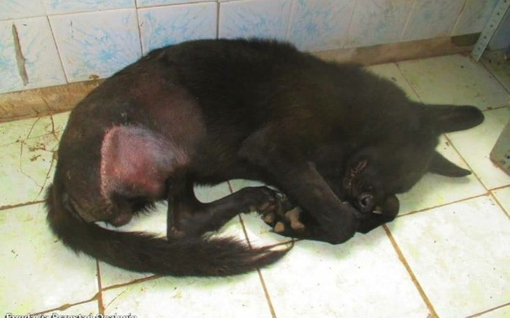 Zbiórka Odmarzla mi łapa, pomożesz ? - zdjęcie główne