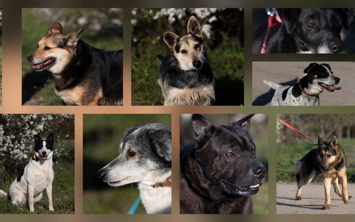 Kolaż zdjęć różnych psów, każdy z nich ma swój urok.