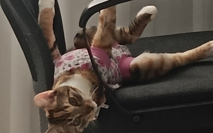 Kot w różowych ubraniach leży na krześle w nietypowej pozycji.