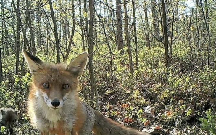 Lis w lesie, patrzący w obiektyw kamery.