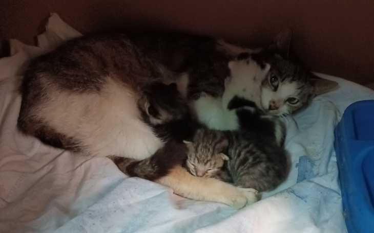 Zbiórka Sterylizacja i leczenie kotków - zdjęcie główne