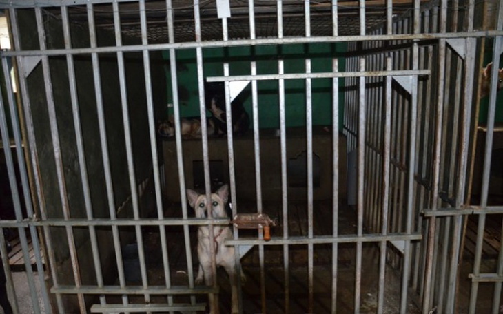 Zbiórka Kojce dla psów z Sonieczkowa - zdjęcie główne