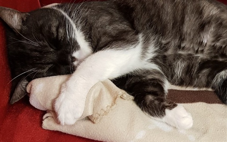 Zbiórka Pomóż Tygrysowi - zdjęcie główne