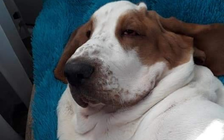 Zbiórka Ratujmy wzrok Klusia - zdjęcie główne