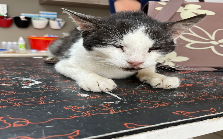 Zbiórka Skatowany przez człowieka-Pilne - zdjęcie główne