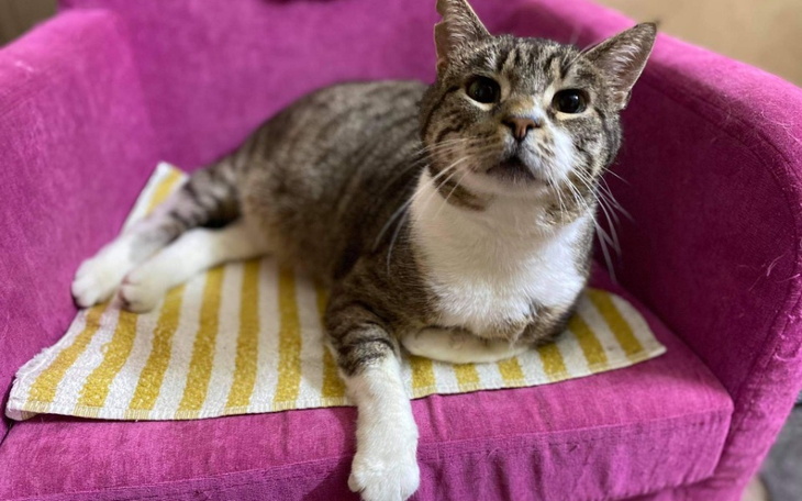 Zbiórka Bieżące potrzeby Kociarni - zdjęcie główne