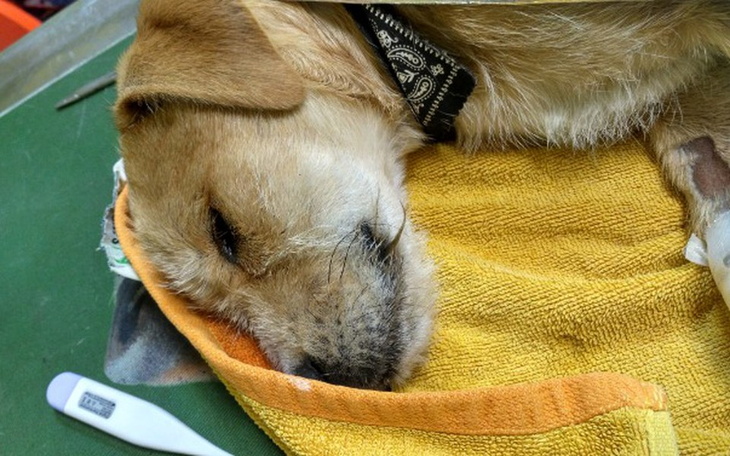 Zbiórka Keli psie dziecko walczy o zycie - zdjęcie główne