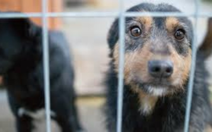 Zbiórka Na schronisko dla piesków. - zdjęcie główne