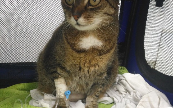 Zbiórka Transfuzje krwi dla kota :( - zdjęcie główne