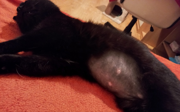 Czarny kot po operacji, leżący na pomarańczowym ręczniku.