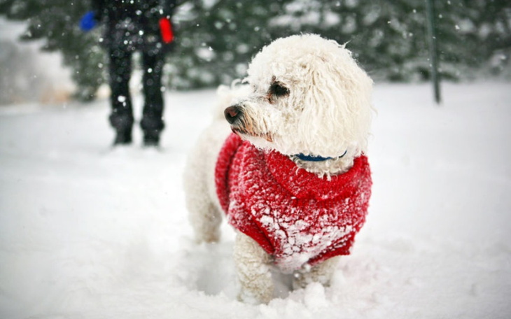 Zbiórka ARTYKUŁY DLA Otoz Animals - zdjęcie główne