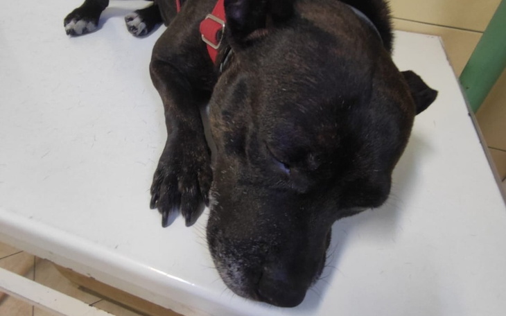 Zbiórka Niekończące pasmo cierpienia - zdjęcie główne