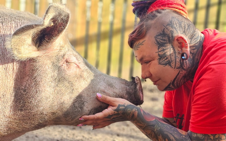 Zbiórka Wyżywienie Świnek na tydzień - zdjęcie główne