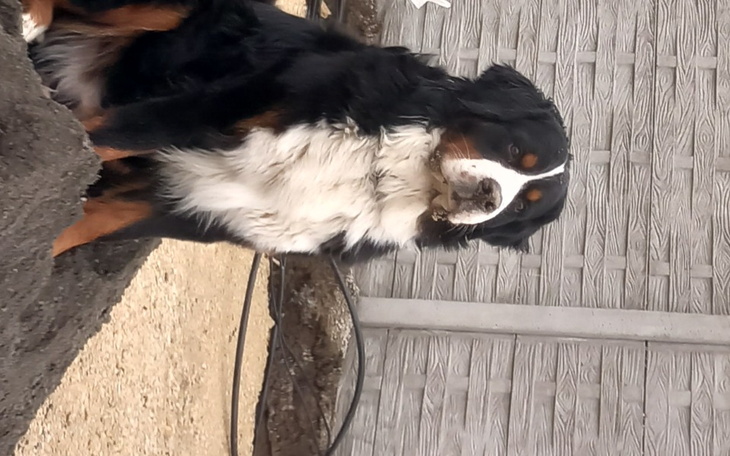 Zbiórka Pilnie potrzebna zbiórka - zdjęcie główne