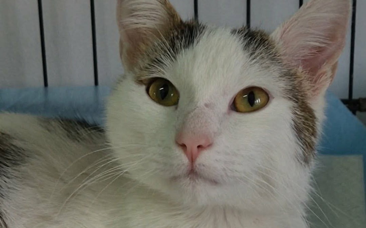 Kot o jasnym futrze, patrzący w obiektyw.