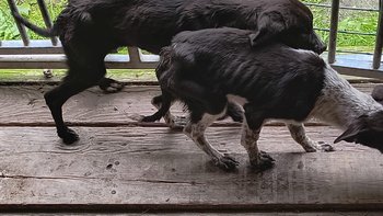 Zbiórka Ratujemy 2 żywe szkielety - miniaturka zdjęcia