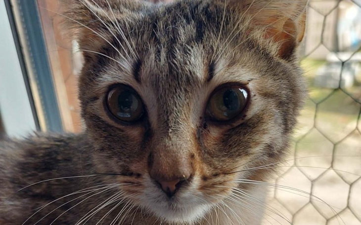 Kotyka o dużych oczach, siedząca przy oknie.