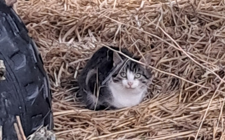 Kot wśród słomy, spokojnie obserwujący otoczenie.