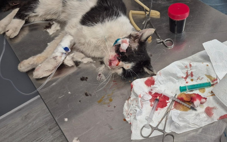 Ranny kotek na stole operacyjnym w klinice weterynaryjnej.