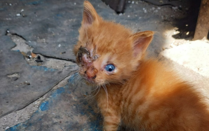 Zbiórka Dramat zwierząt i ludzi POMOCY - zdjęcie główne