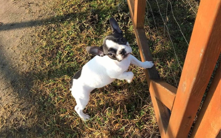 Zbiórka Złamane łapki Florki - zdjęcie główne