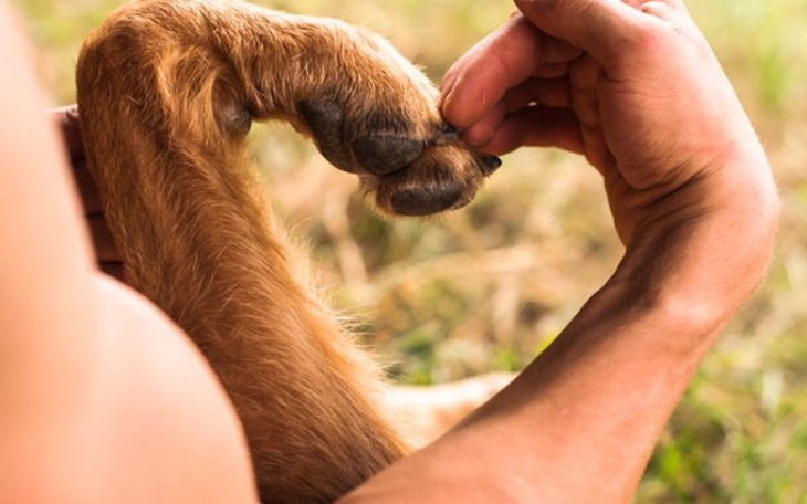 Zbiórka pomoc dla zwierzaczków - zdjęcie główne