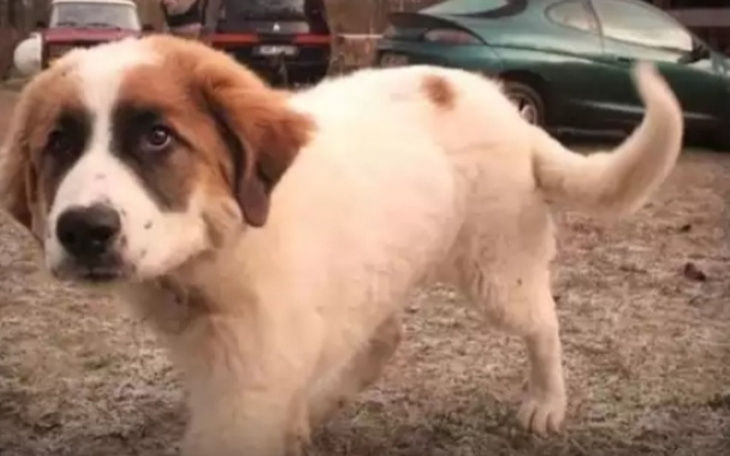 Zbiórka Na biedne zwierzęta - zdjęcie główne