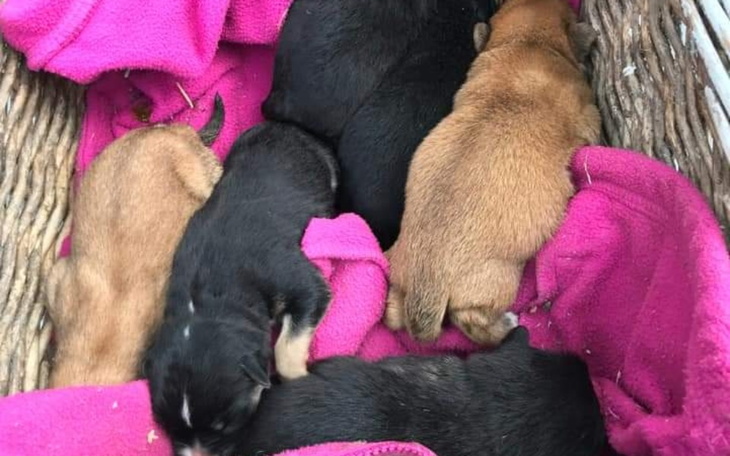 Zbiórka Wyrzucone do lasu na śmierć - zdjęcie główne