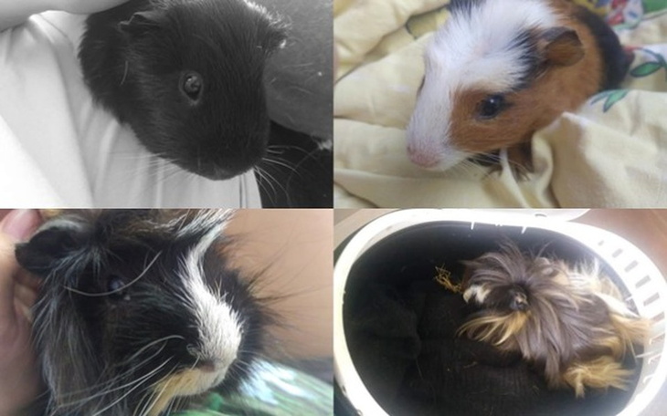 Zbiórka Świnki z DT Kawie na ławie - zdjęcie główne