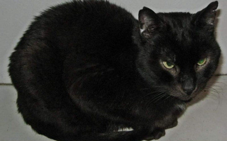 Zbiórka Piracik-bohater błaga o pomoc - zdjęcie główne